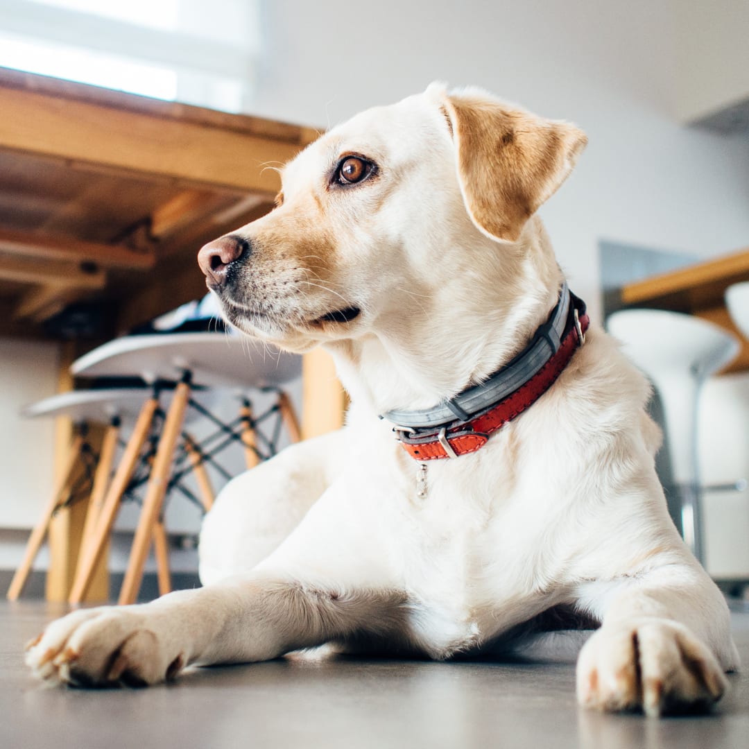 Cream-coloured dog lying on a floor beside wooden stools, looking to the side