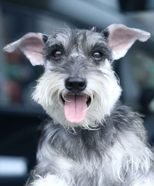 Wiry grey and white dog with pink ears and its tongue out looking at the camera
