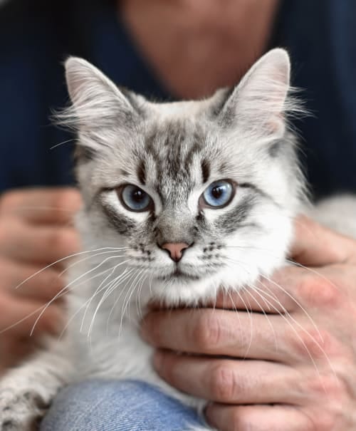 Grey and white cat with blue eyes held in a person's hands in front of dark clothing