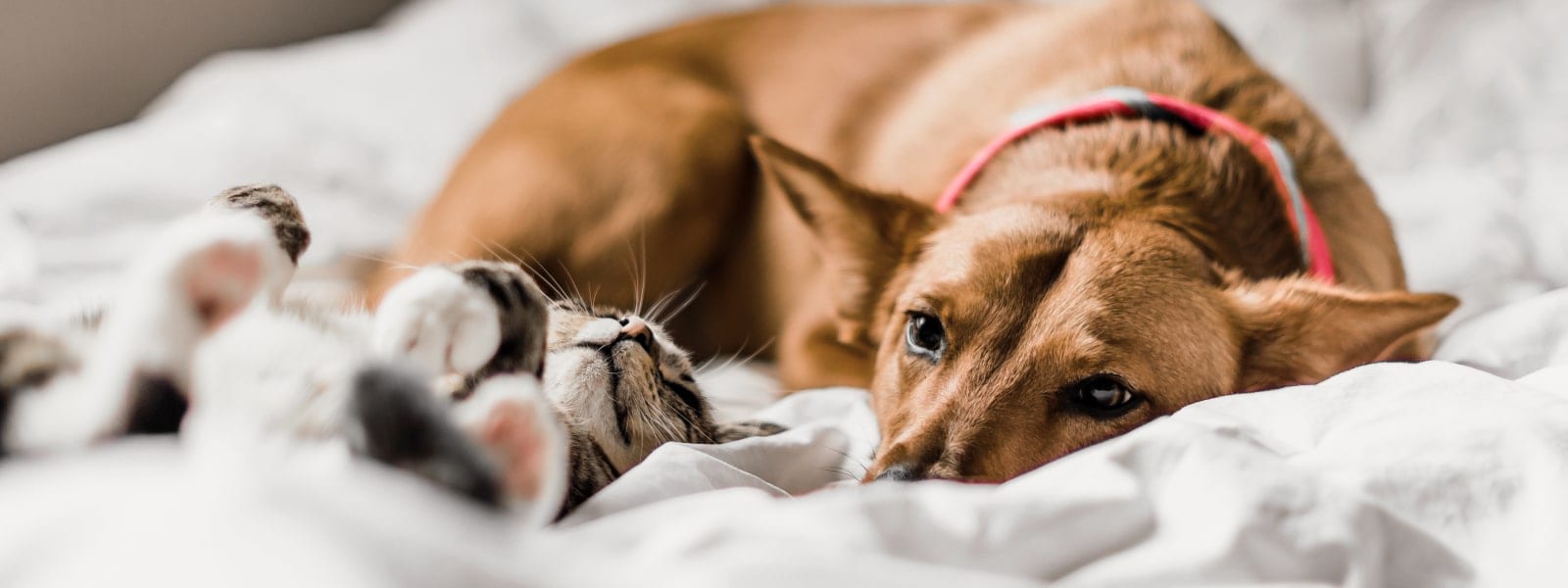 Downtown Animal Care Center - Denver
