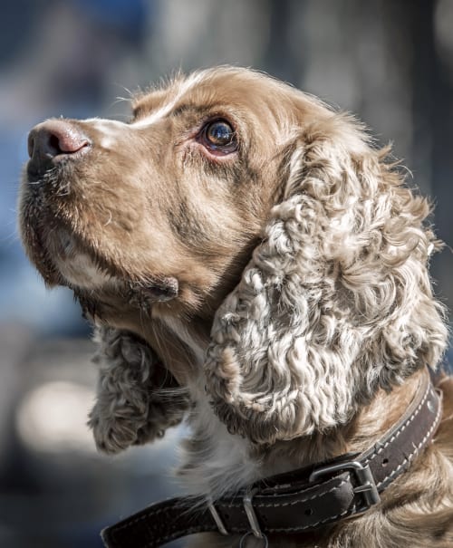 Close-up profile of a tan dog with curly light ears looking upward in a brown leather collar