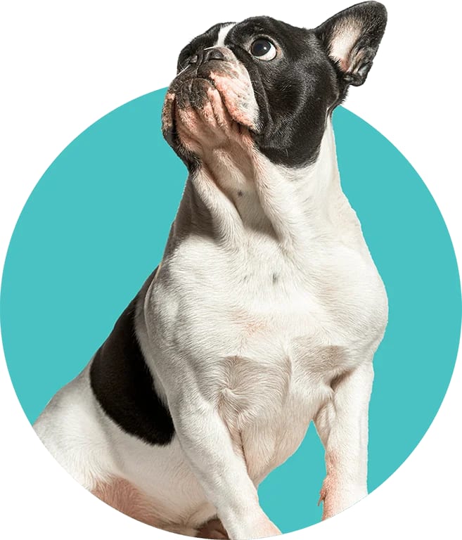 Black and white dog with upright ears looking up in front of a teal circle