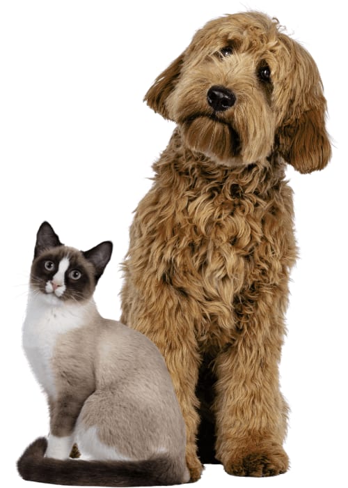 Curly golden-brown dog tilting its head beside a cream and brown cat on a white background