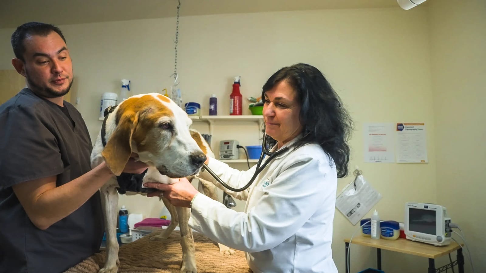 Man in a grey top and woman in a white coat with a stethoscope beside a large brown and white dog