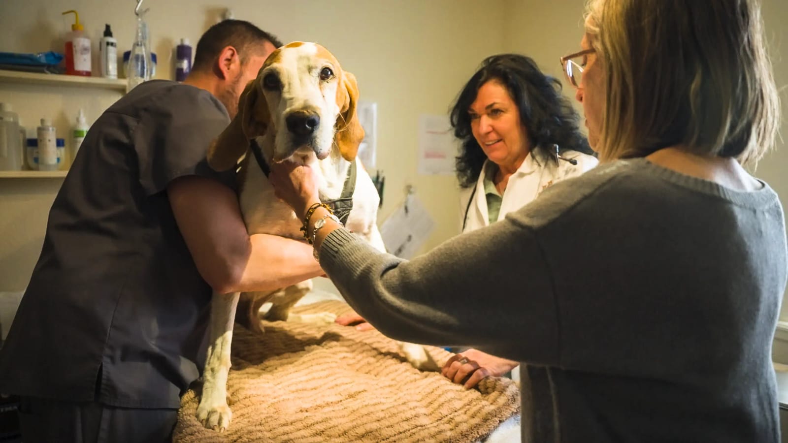 Three people in scrubs and a white coat gathered around a large brown and white dog on a table