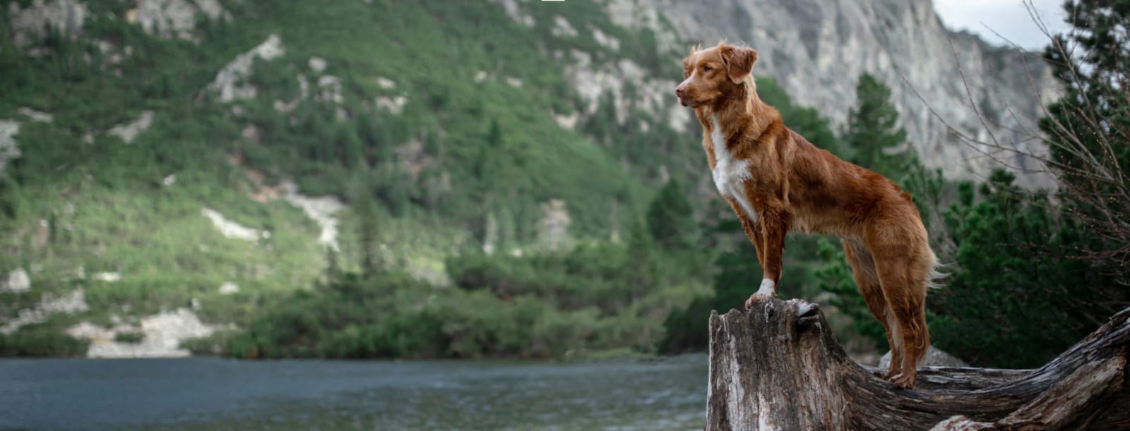Reddish-brown and white dog standing on a tree stump in front of a forested mountain