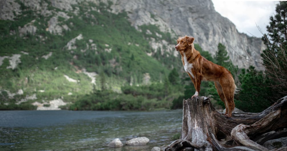 Colorado Animal Specialty & Emergency (CASE) - Boulder