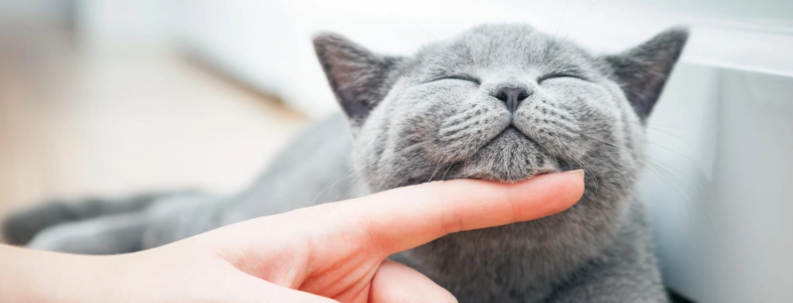 Grey cat with closed eyes having its chin gently touched by a person's finger