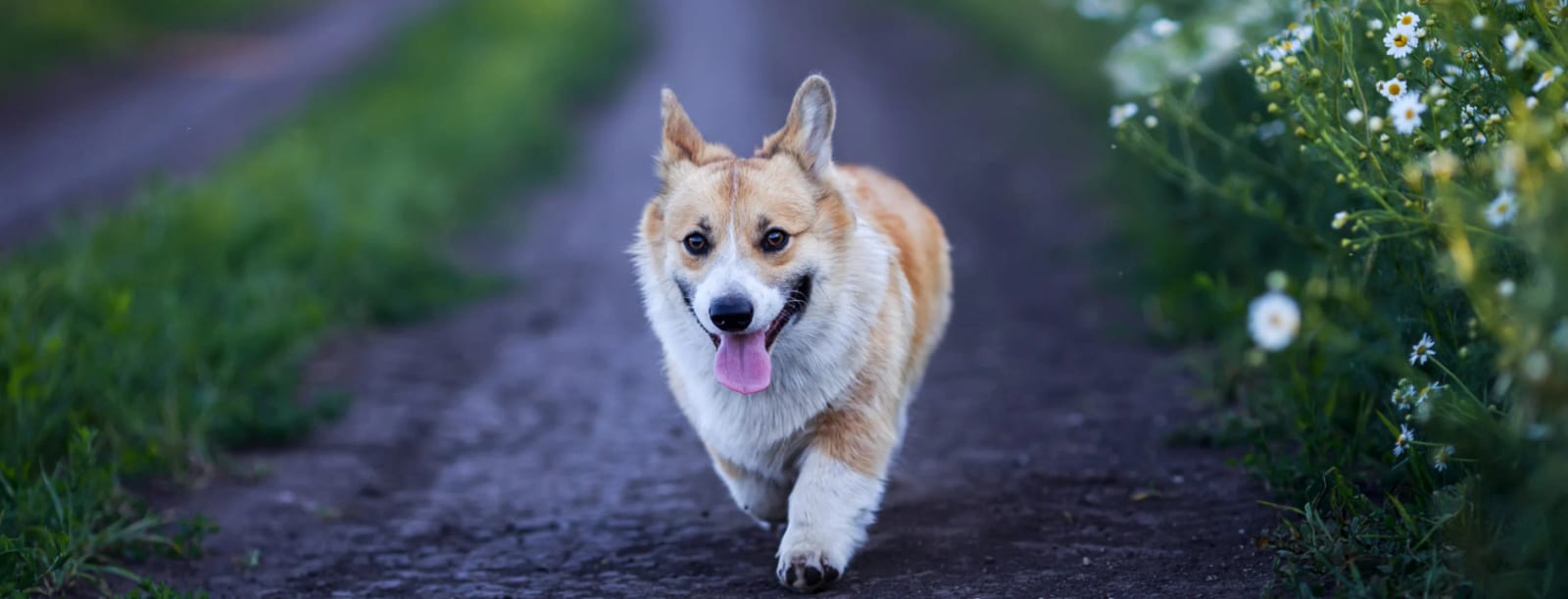 Wide view of a tan and white dog trotting down a dirt path lined with grass and white flowers