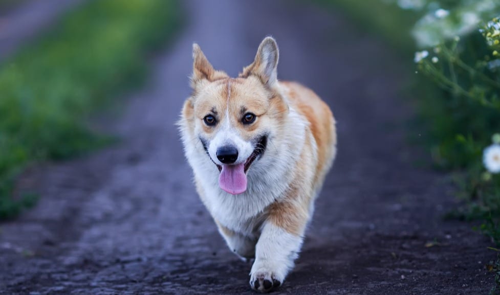 Elmhurst Animal Care Center - Elmhurst
