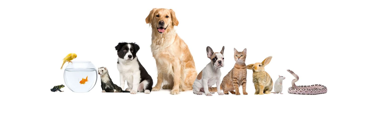 Row of assorted pets on a white background, including dogs, a cat, a rabbit, a bird and a snake