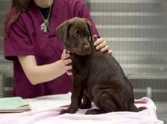 Dark brown puppy sitting on an exam table while a person in maroon scrubs holds it