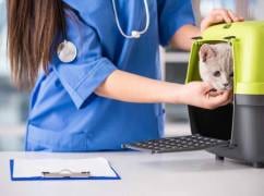 Person in blue scrubs reaching toward a small grey cat in a green and grey pet carrier
