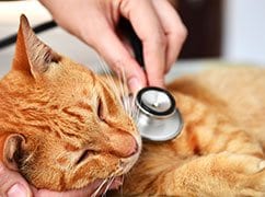 Orange cat being checked with a stethoscope held by a person's hand