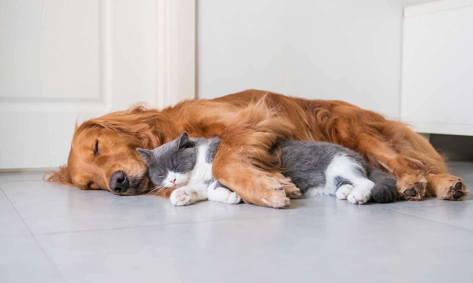 Golden dog and a grey and white cat sleeping curled together on a grey floor