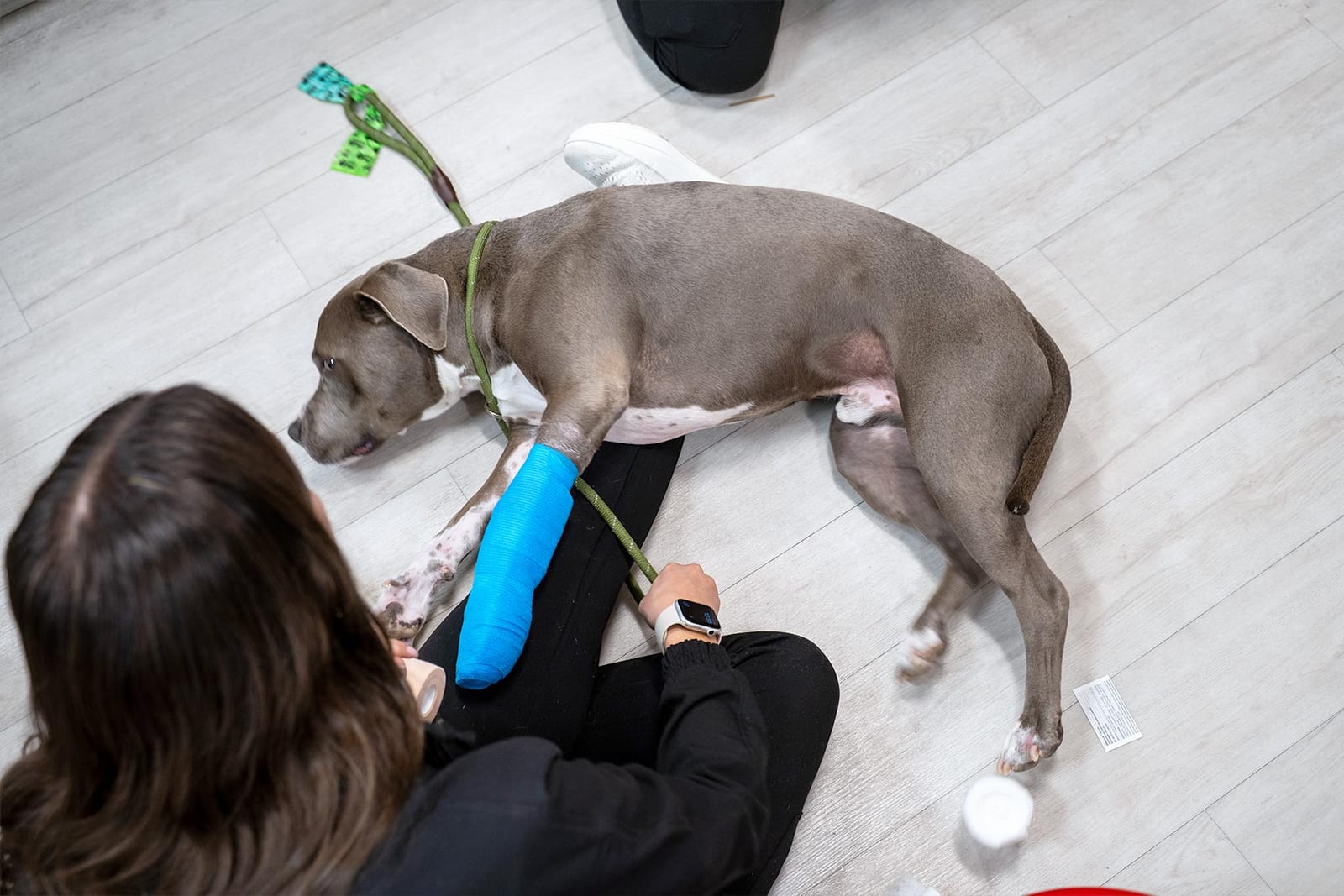 Grey dog lying on a light wood floor with a blue wrap on its front leg beside a seated person in black