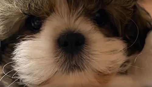 Extreme close-up of a fluffy puppy with a black nose and cream whiskered muzzle