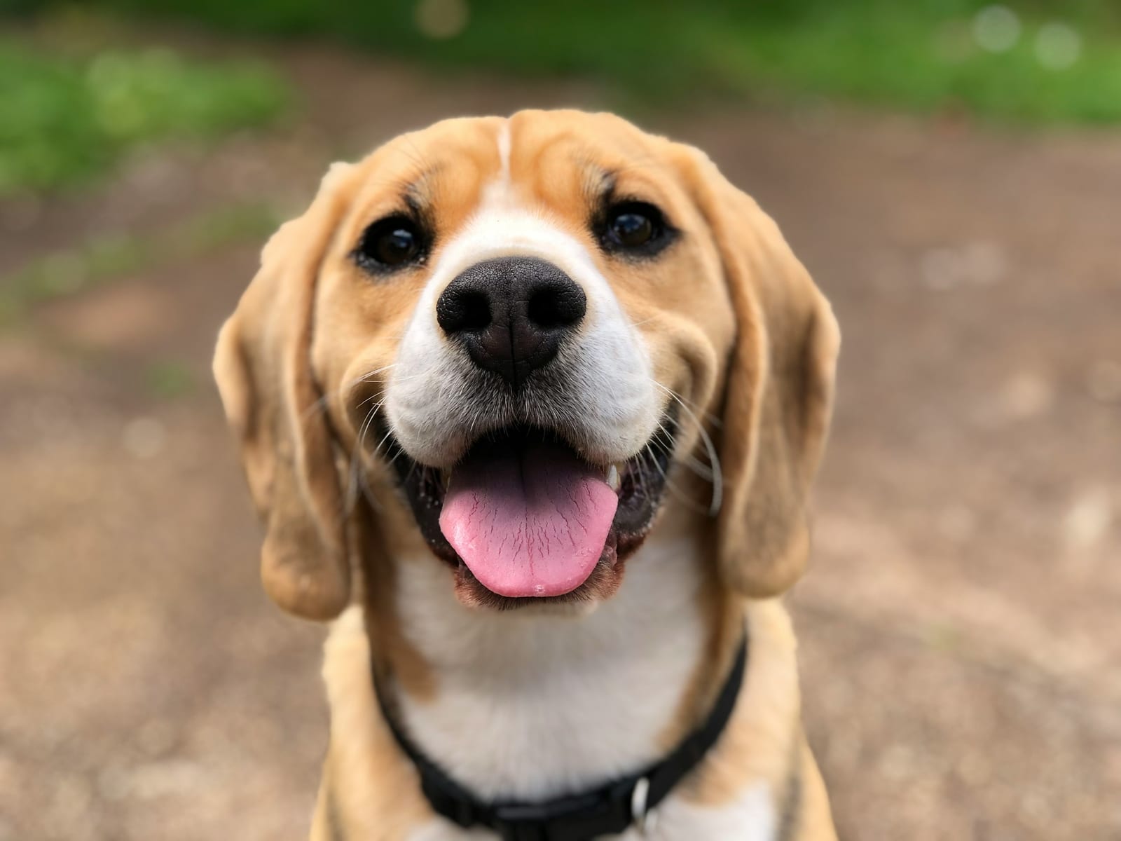 Tan, white and black dog with floppy ears and its tongue out wearing a black harness