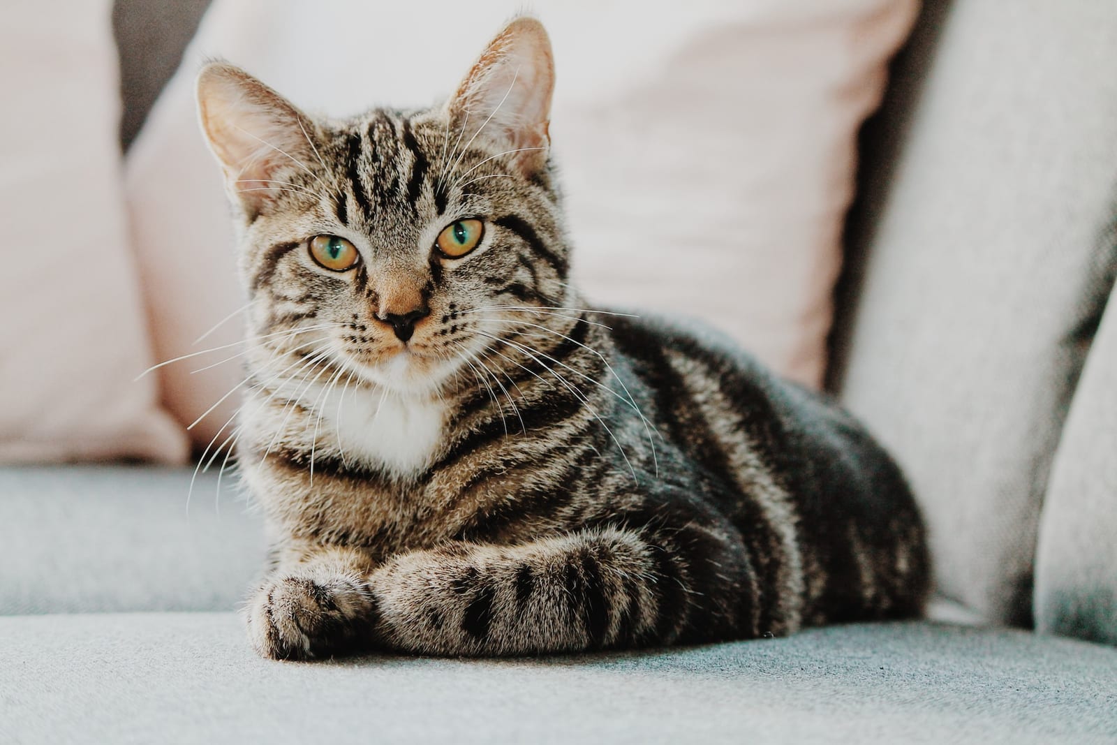 Striped tabby cat with green eyes lying on a grey sofa in front of pale pink cushions