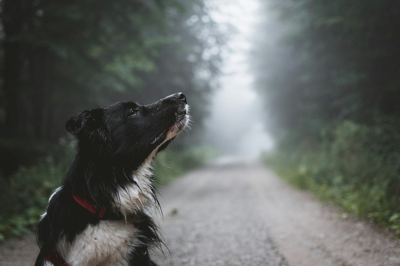 Black and white dog in a red collar looking upward on a gravel road through a misty forest