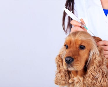 Brown dog with long wavy ears beside a person in white holding a syringe