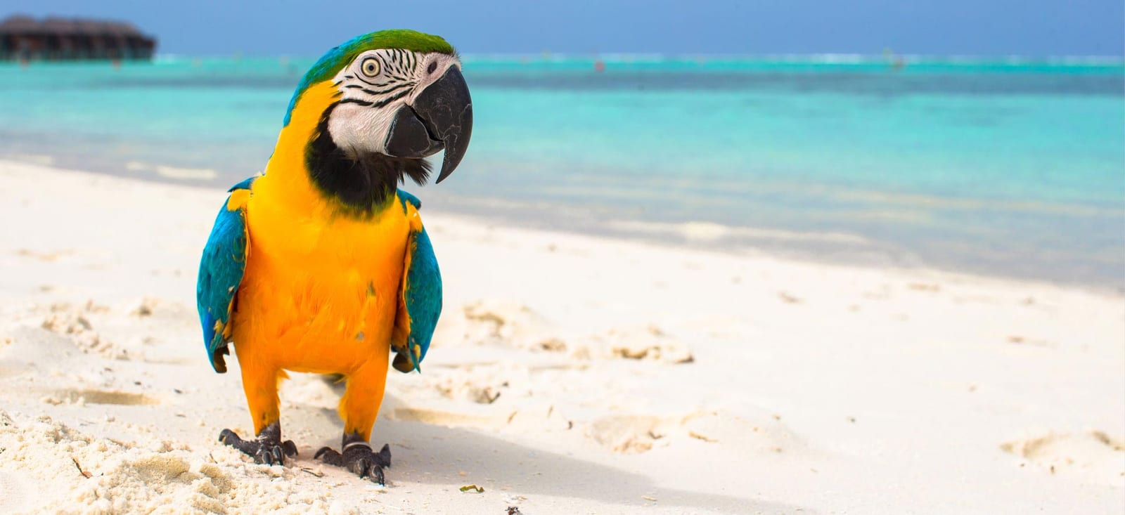 Blue and yellow parrot standing on a white sand beach beside turquoise water