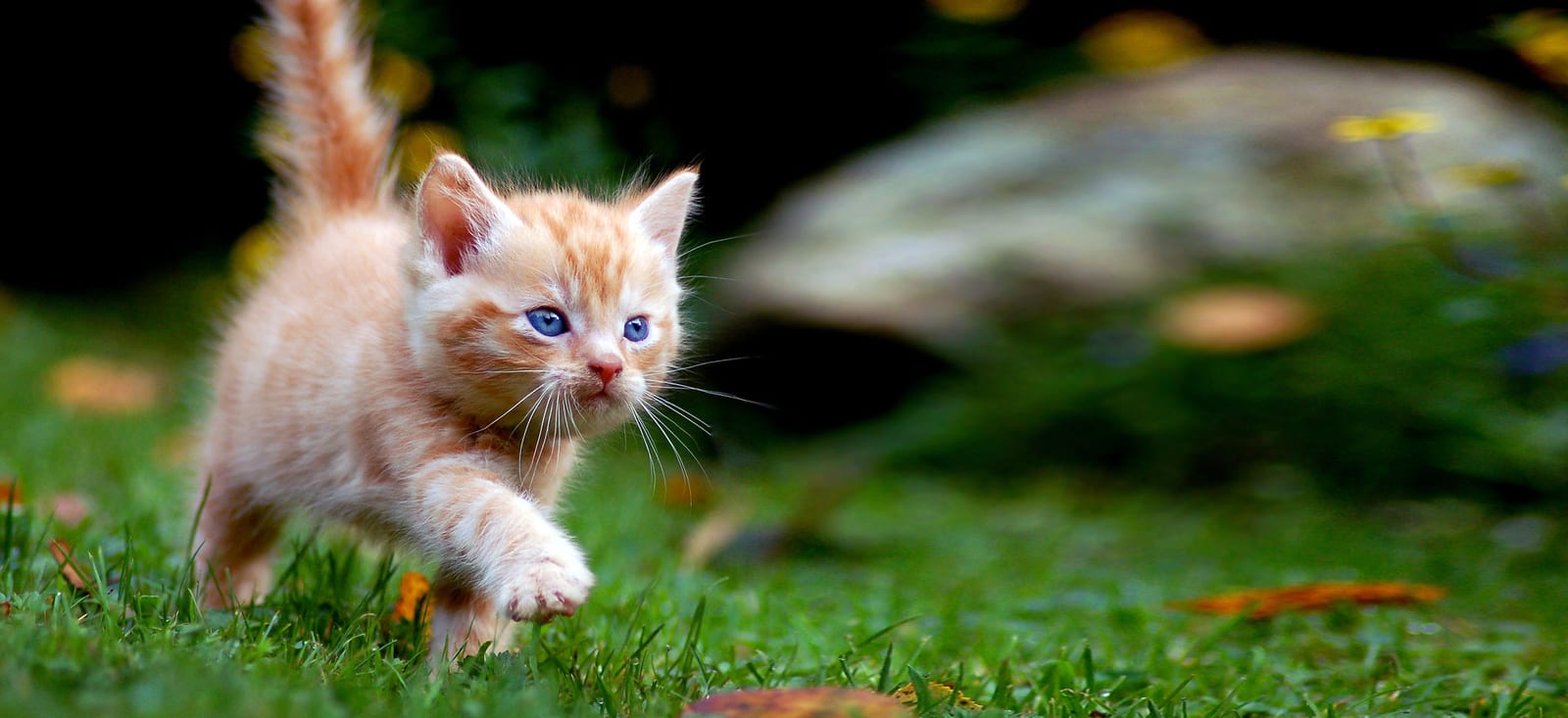 Small orange and white kitten with blue eyes walking across green grass