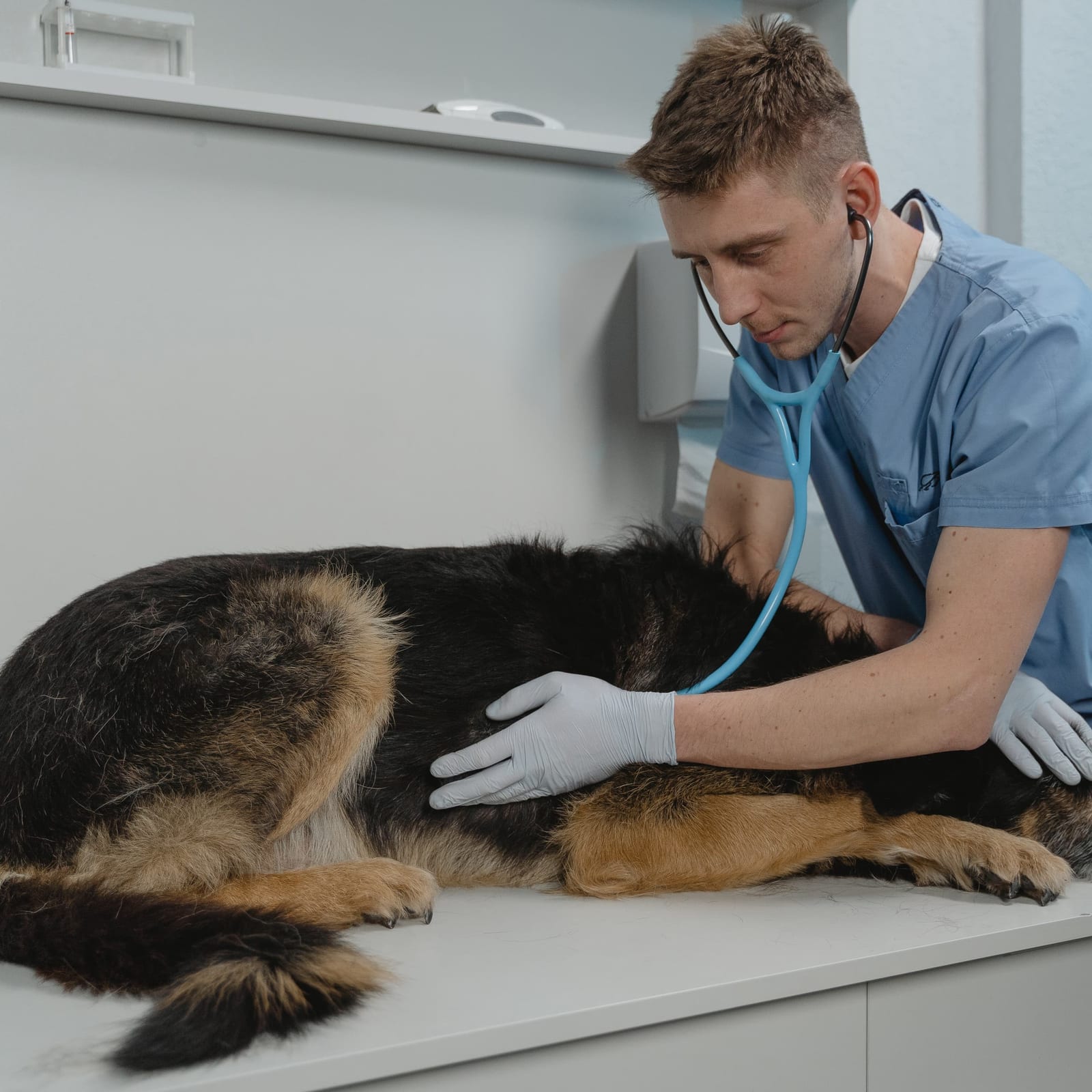 Person in blue scrubs using a stethoscope on a black and tan dog lying on a table
