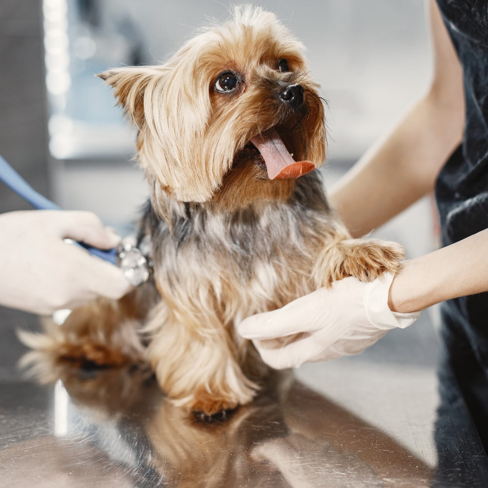 Small long-haired dog standing on a steel table held by gloved hands, with a stethoscope at its side