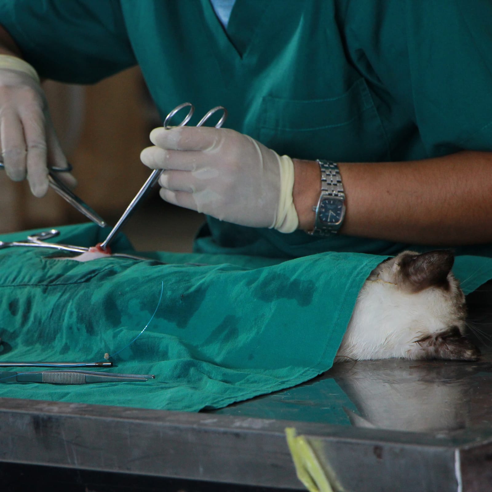 Gloved hands in green scrubs holding metal instruments over a green drape with a cat's head visible