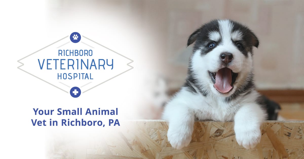 Richboro Veterinary Hospital - Richboro