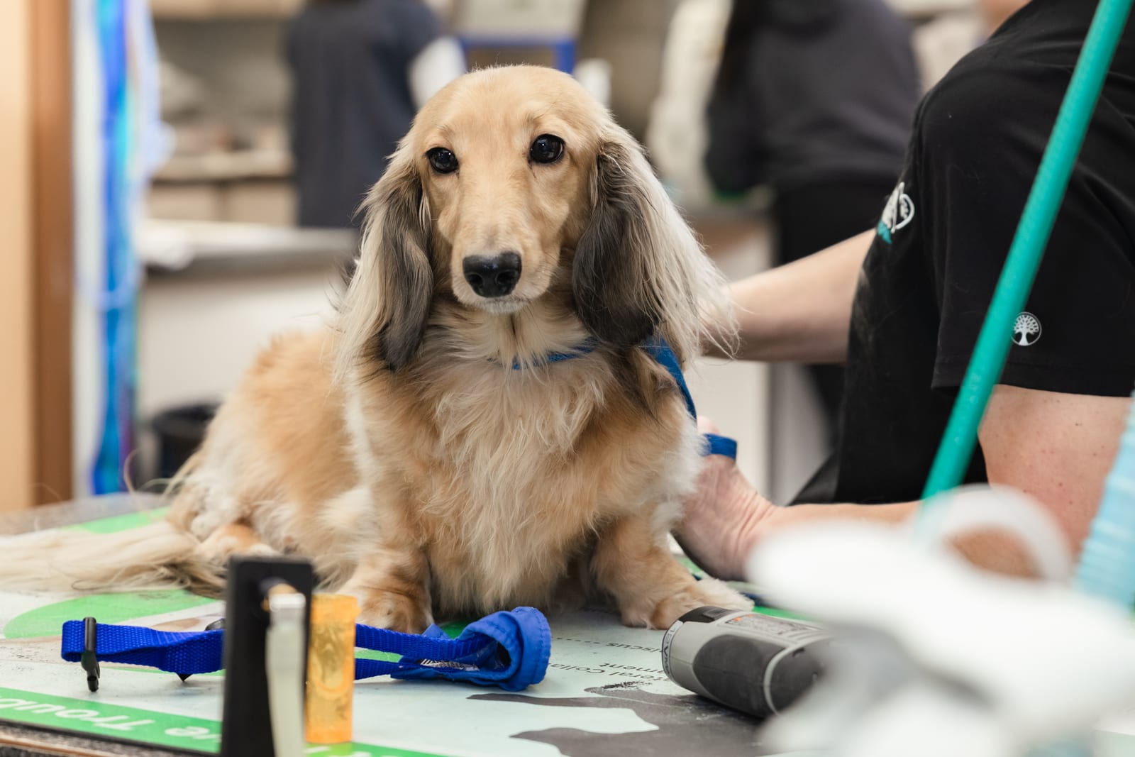 Animal Medical Center of Surprise - Surprise