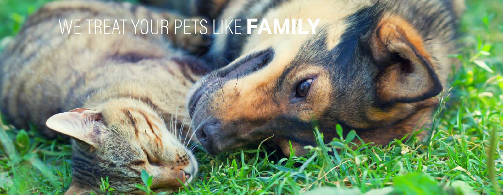 Banner reading We treat your pets like family over a cat and dog resting together on grass
