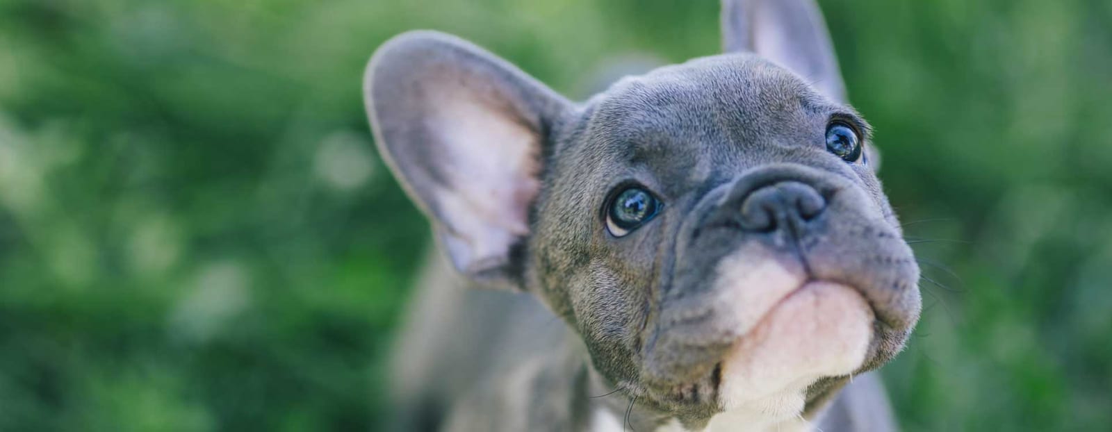 Grey puppy with large upright ears and bright eyes looking up against green foliage