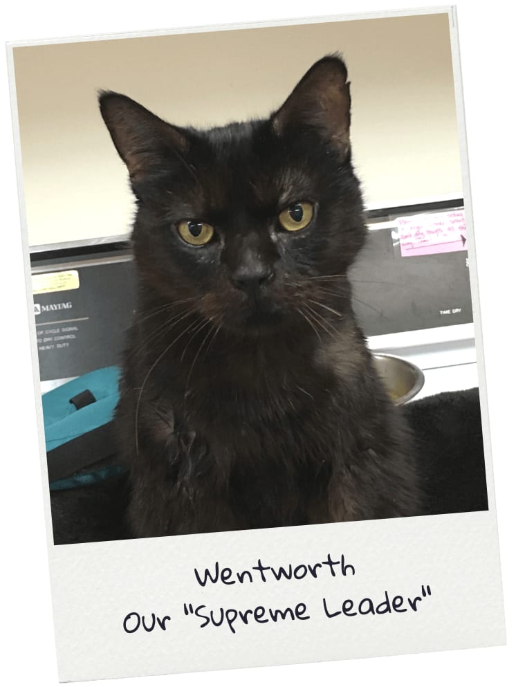 Black cat with yellow-green eyes in an instant-photo frame captioned Wentworth, Our Supreme Leader