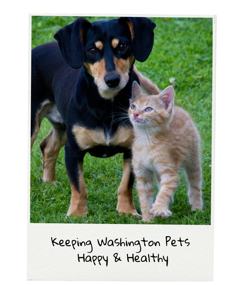 Black and tan dog and orange kitten on grass in a frame captioned Keeping Washington Pets Happy & Healthy