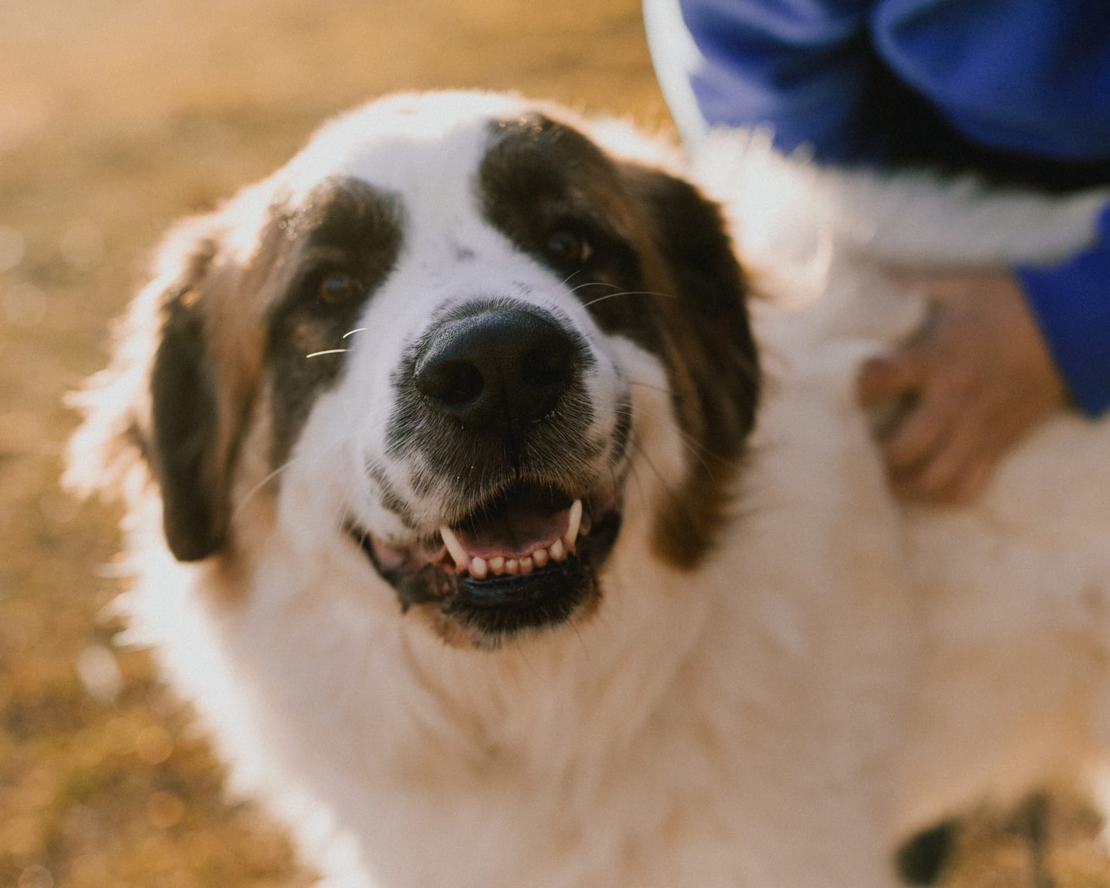 Large white dog with brown ears and eye patches smiling beside a person in a blue sleeve
