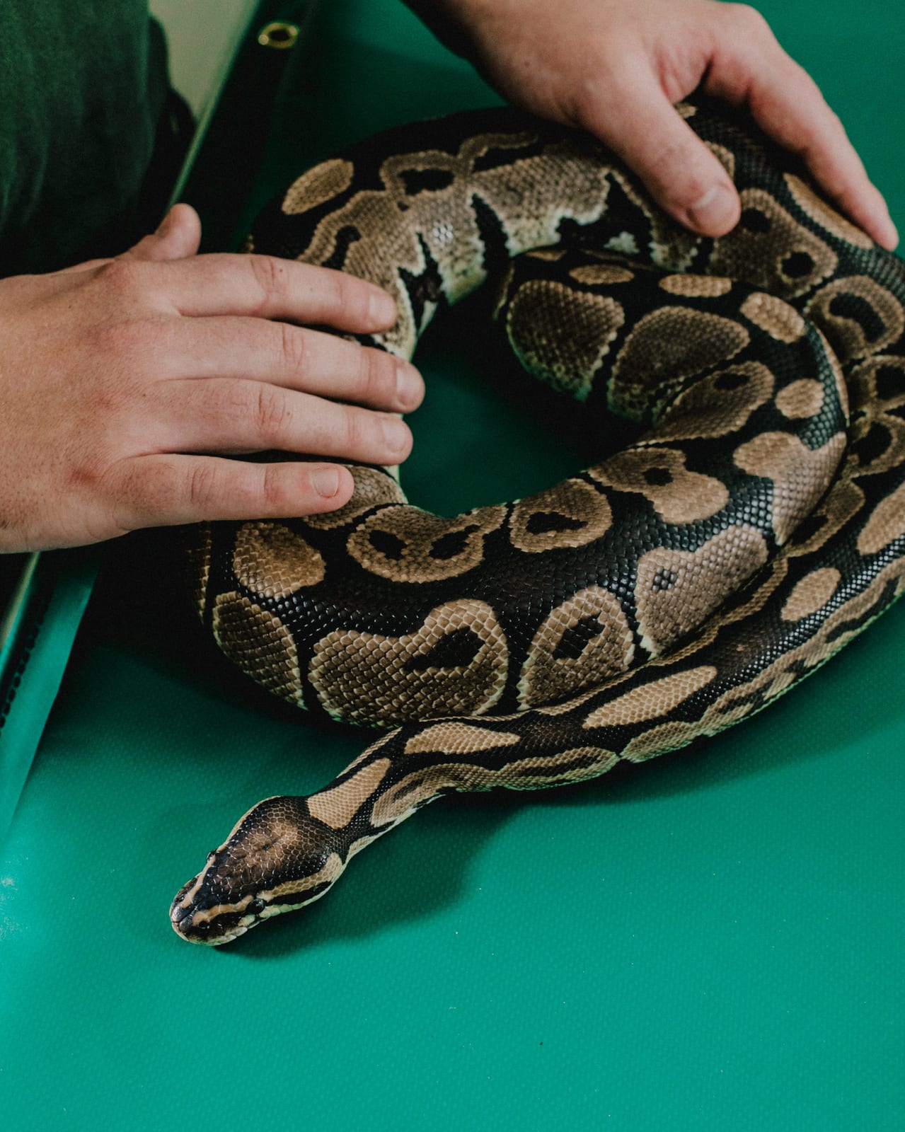Coiled patterned snake on a green surface with a person's hands resting near it