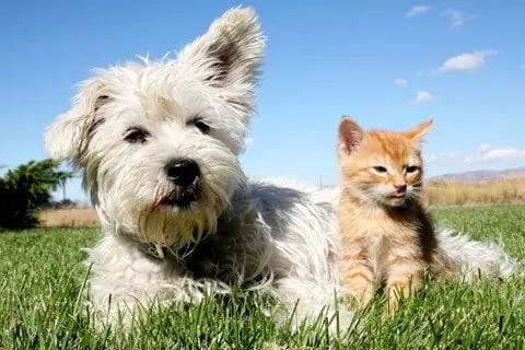 White fluffy dog and small ginger kitten lying side by side on grass under a blue sky