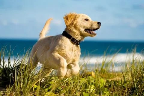 Golden puppy in a dark collar leaping through beach grass with the sea behind