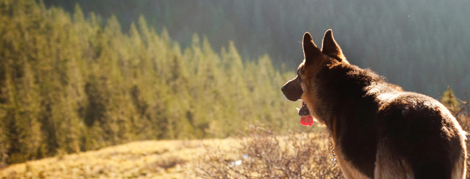 Tan and black dog with upright ears looking over a pine-covered hillside in warm light