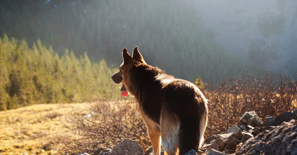 Tan and black dog standing on a sunlit hillside looking out over a pine forest