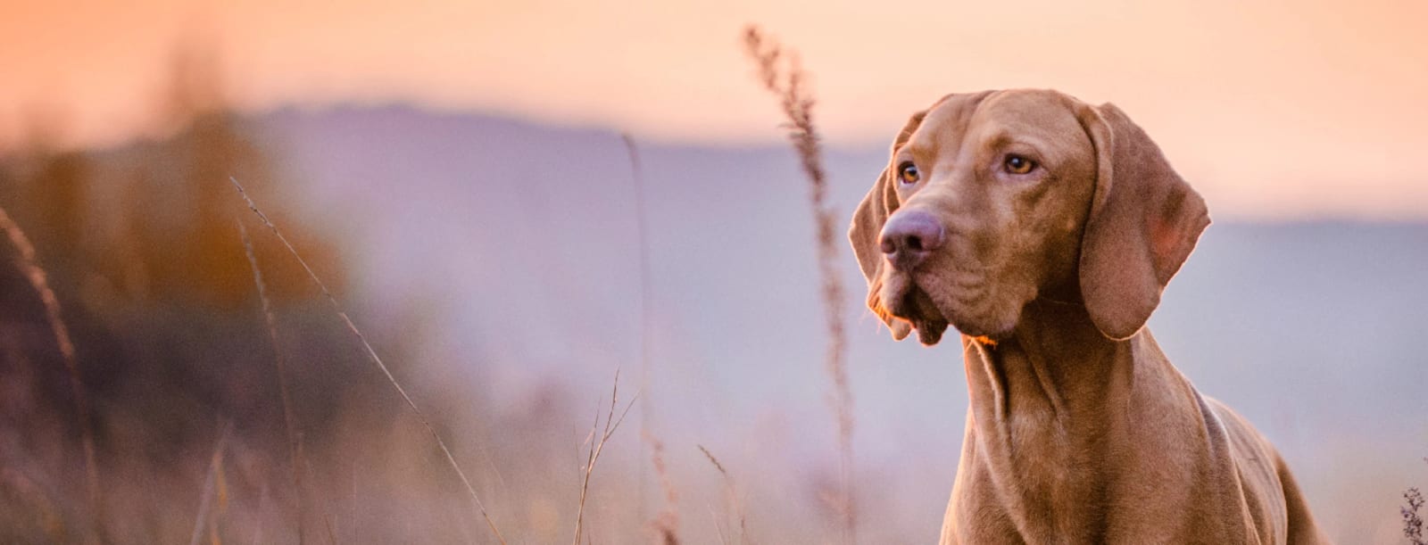 Brown short-coated dog with floppy ears looking off to the side in tall grass at sunset