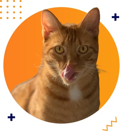 Orange cat licking its nose in front of an orange circle with decorative dots and plus signs