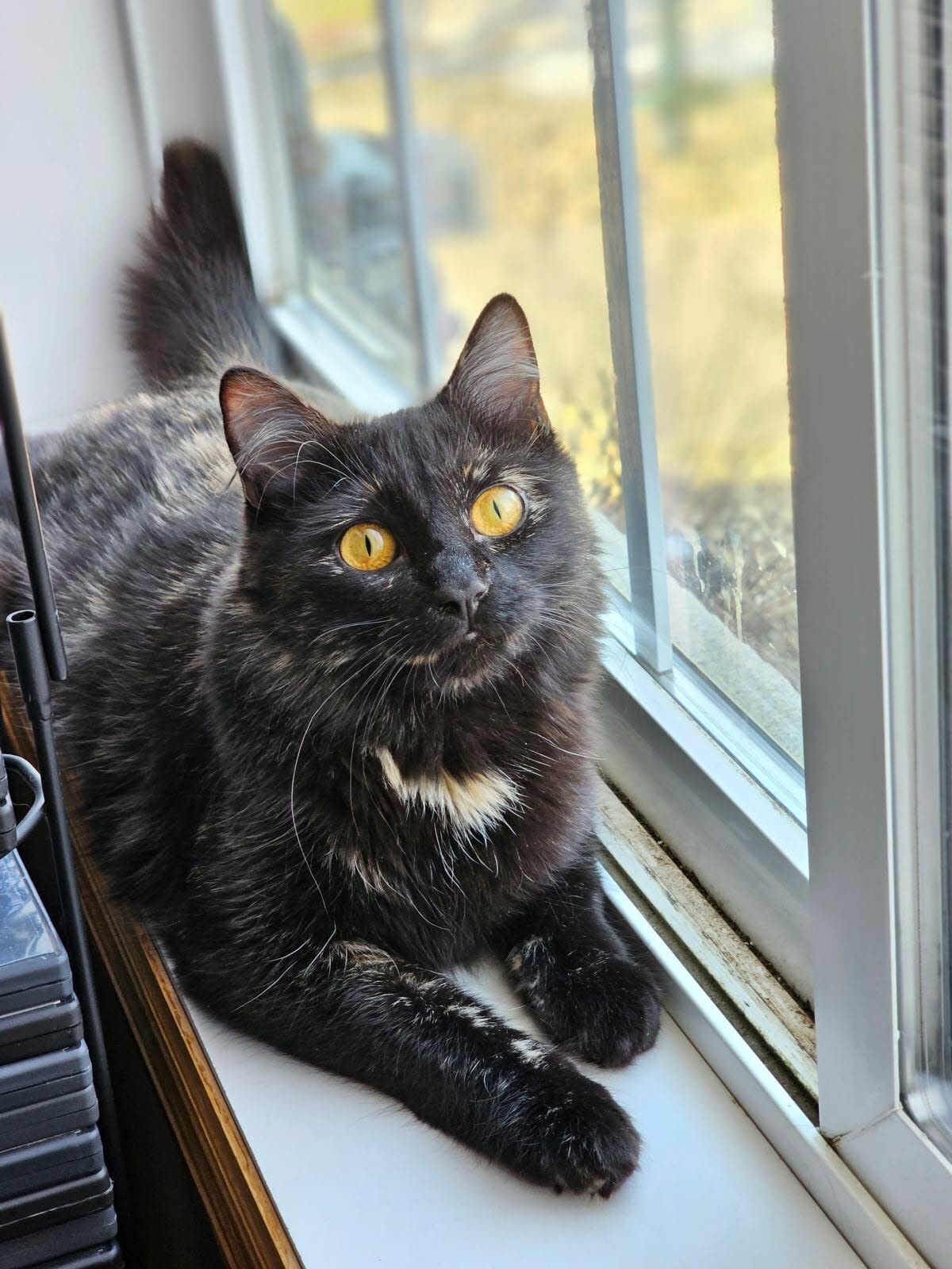 Dark fluffy cat with amber eyes lying on a windowsill next to a window