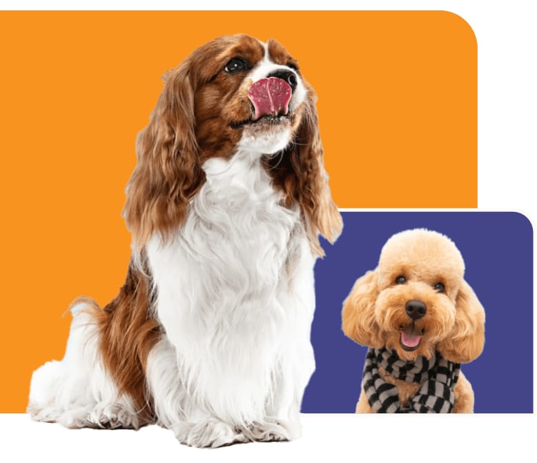 Long-eared brown and white dog licking its nose beside a small apricot dog in a checked scarf