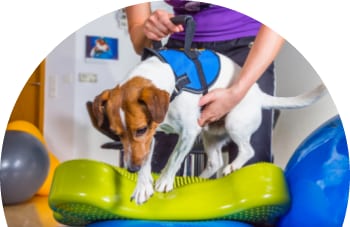 Small white and tan dog in a blue harness on a green balance cushion while a person steadies it