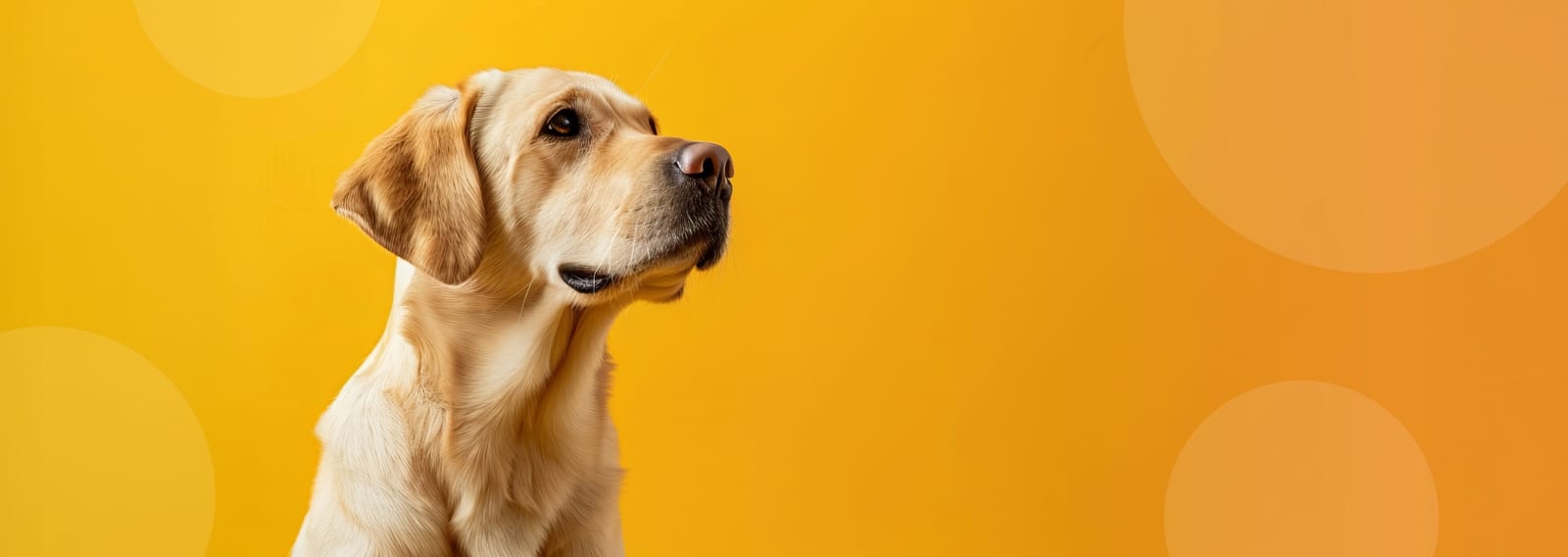 Cream-coloured dog in profile looking upward against a yellow-orange background