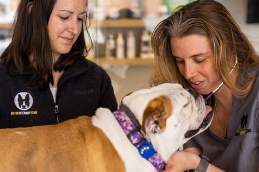 Boston Veterinary Clinic - Boston