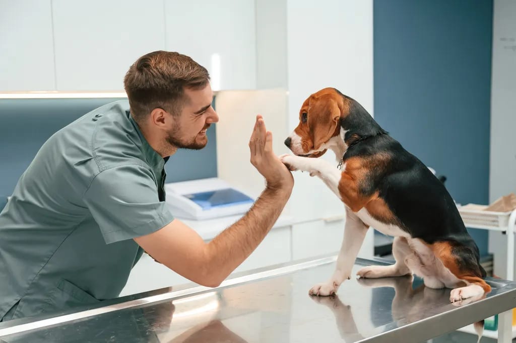 Man in grey-green scrubs giving a high five to a brown, black and white dog on a steel table